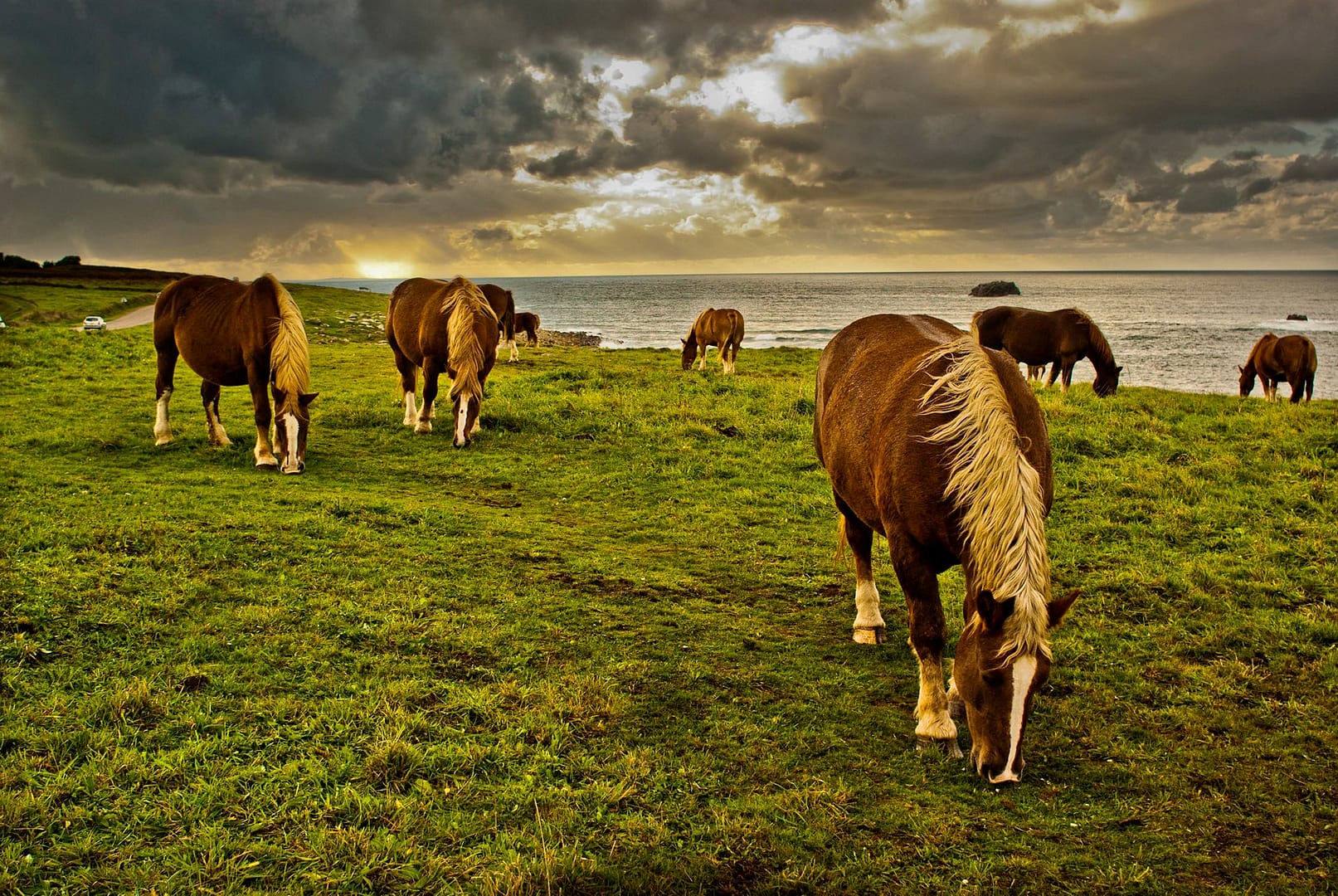 Photographe Paris - Travel Bretagne - Chevaux sur la côte Brestoire