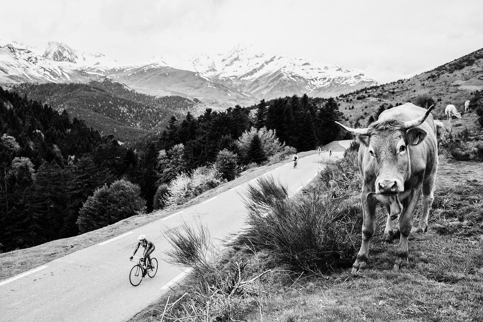 Photographe Paris Quimper - Travel France - La vache des Baronnies