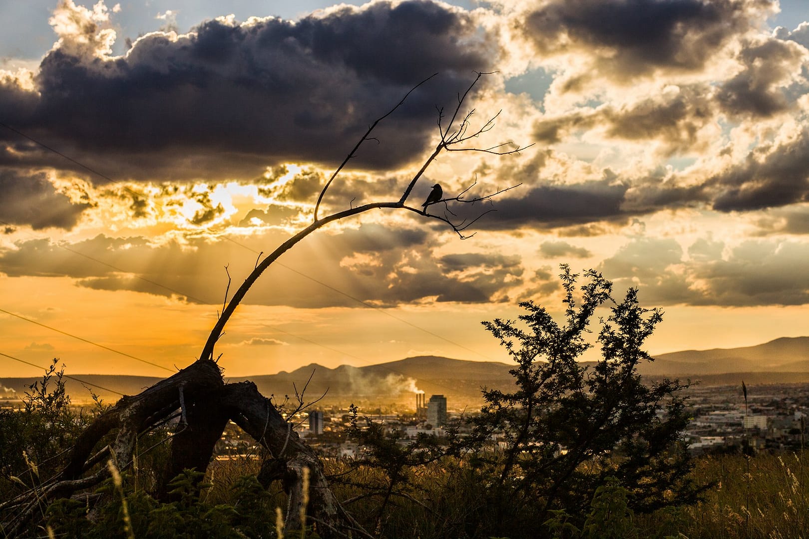 Photographer Paris - Travel Mexico - Queretaro Bird