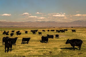 Photographe Paris Road Trip USA Cows of the bear lake